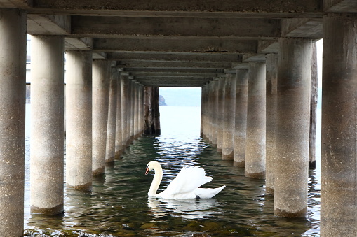 swan under the bridge in Bracciano lake