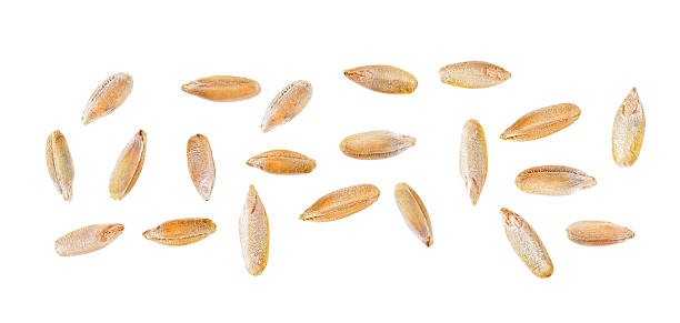 istock Seeds of rye isolated on a white background, top view. Rye grains. 1485483980