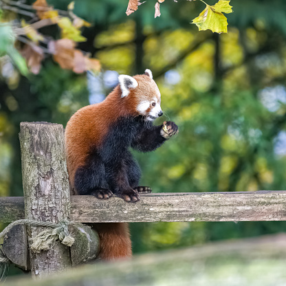 A red panda, Ailurus fulgens, standing on a branch, portrait