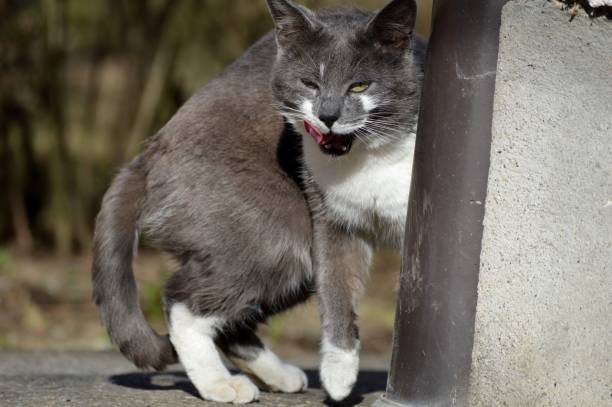 istock a big gray cat in the yard 1485484076