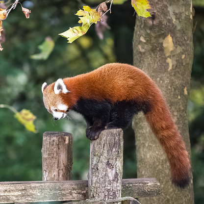 A red panda, Ailurus fulgens, standing on a branch, portrait