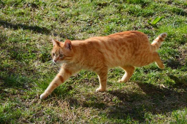 istock yellow cat in the meadow 1485484424