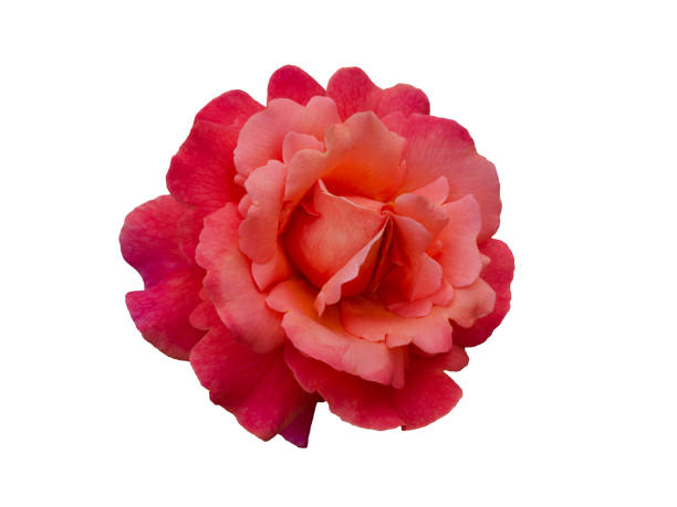 Fresh beautiful bright scarlet rose isolated on white background. Detail for creating a collage