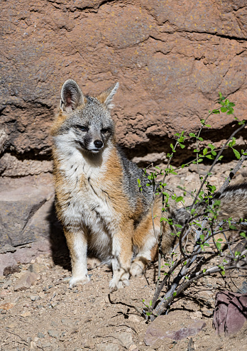 The gray fox (Urocyon cinereoargenteus), or grey fox, is an omnivorous mammal of the family Canidae, widespread throughout North America and Central America.  Sonoran Desert, Arizona.