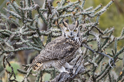 The great horned owl (Bubo virginianus), also known as the tiger owl, winged tiger\