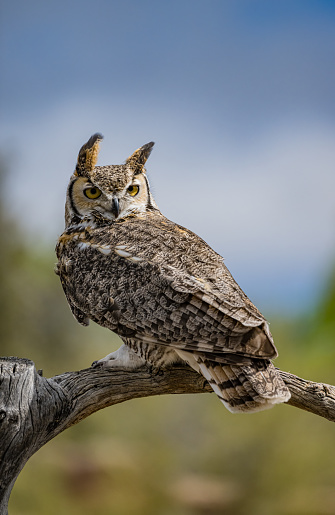 The great horned owl (Bubo virginianus), also known as the tiger owl, winged tiger