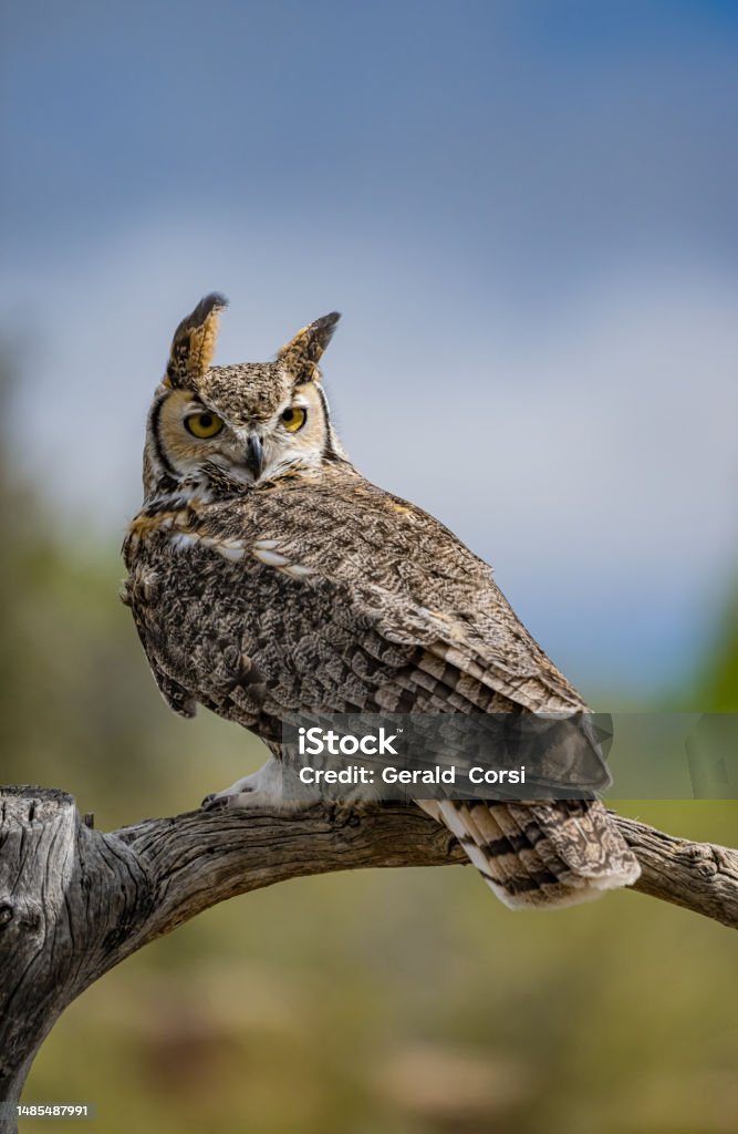 The great horned owl (Bubo virginianus), also known as the tiger owl, winged tiger" or "tiger of the air), or the hoot owl, is a large owl native to the Americas.  Sonoran Desert, Arizona. Great Horned Owl Stock Photo