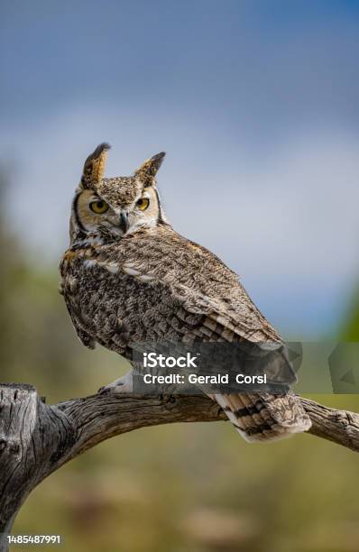 The Great Horned Owl Or The Hoot Owl Is A Large Owl Native To The Americas Sonoran Desert Arizona Stock Photo - Download Image Now