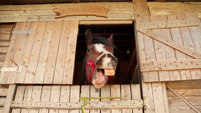 Funny brown horse yawns in stable. Brown horse with big teeth neighs.