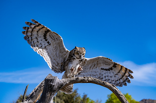 The great horned owl (Bubo virginianus), also known as the tiger owl, winged tiger
