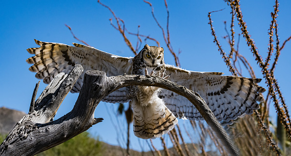 The great horned owl (Bubo virginianus), also known as the tiger owl, winged tiger\