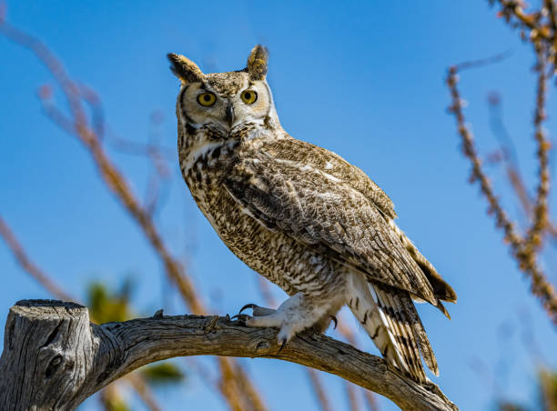 The great horned owl (Bubo virginianus), also known as the tiger owl, winged tiger" or "tiger of the air), or the hoot owl, is a large owl native to the Americas.  Sonoran Desert, Arizona. stock photo
