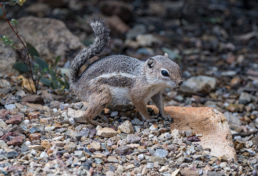 Harris's antelope squirrel (Ammospermophilus harrisii) is a species of rodent in the family Sciuridae. It is found in Arizona and New Mexico in the United States, and in Sonora in Mexico. Sonoran Desert, Arizona. Eating a yellow flower, Encelia.