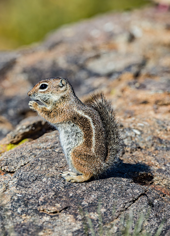 Harris's antelope squirrel (Ammospermophilus harrisii) is a species of rodent in the family Sciuridae. It is found in Arizona and New Mexico in the United States, and in Sonora in Mexico. Sonoran Desert, Arizona. Eating a yellow flower, Encelia.