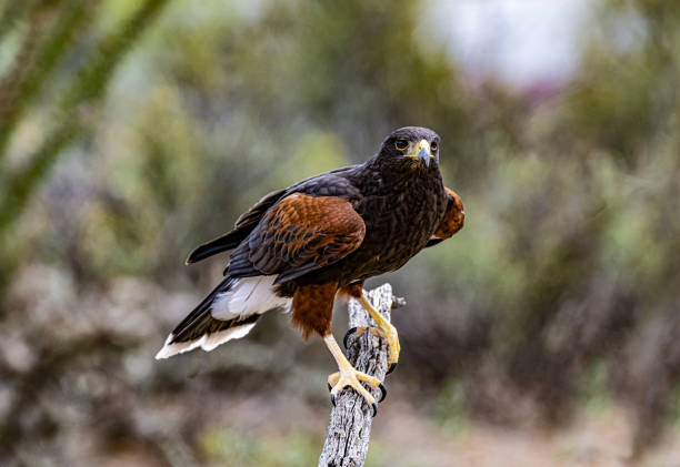 istock The Harris's hawk (Parabuteo unicinctus), also known as the bay-winged hawk, dusky hawk, and  wolf hawk. Bird of prey that breeds from the southwestern United States south to Chile, central Argentina, and Brazil.  Sonoran Desert, Arizona. 1485488212
