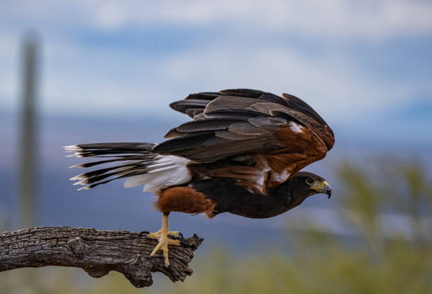 A grey buzzard eagle bird of prey.