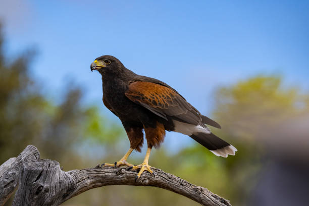 해리스 매 (parabuteo unicinctus), 베이 날개 매, 더스키 매 및 늑대 매라고도합니다. 미국 남서부에서 남쪽으로 칠레, 아르헨티나 중부, 브라질까지 번식하는 맹금류.  소노 란 사막, 애리조나. - zoology 뉴스 사진 이미지