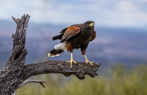 The Harris's hawk (Parabuteo unicinctus), also known as the bay-winged hawk, dusky hawk, and  wolf hawk. Bird of prey that breeds from the southwestern United States south to Chile, central Argentina, and Brazil.  Sonoran Desert, Arizona.