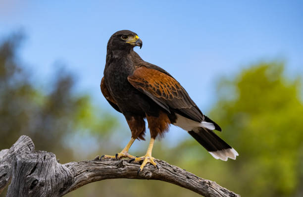 The Harris's hawk (Parabuteo unicinctus), also known as the bay-winged hawk, dusky hawk, and  wolf hawk. Bird of prey that breeds from the southwestern United States south to Chile, central Argentina, and Brazil.  Sonoran Desert, Arizona.