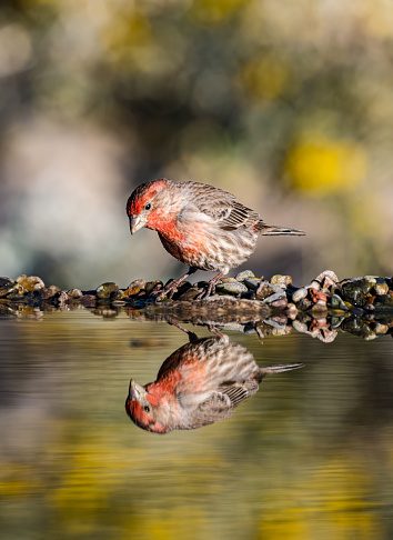 The house finch (Haemorhous mexicanus) is a bird in the finch family Fringillidae. It is native to western North America and has been introduced to the eastern half of the continent and Hawaii.  Sonoran Deseert, Arizona.