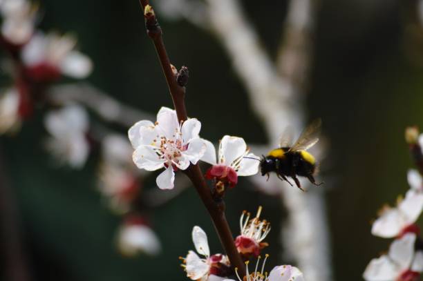 istock the bumblebee flies towards the cherry blossom 1485488584