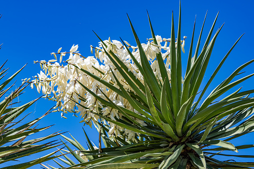 Yucca grandiflora, is a plant in the family Asparagaceae, native to the Sierra Madre Occidental in the Mexican states of Chihuahua and Sonora.