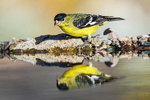 The lesser goldfinch (Spinus psaltria) is a very small songbird of the Americas. Together with its relatives the American goldfinch and Lawrence's goldfinch, it forms the New World goldfinch clade in the genus Spinus. Sonoran Desert, Arizona. Reflection in the water.