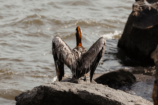 A pelican sunning himself on a rock by the ocean in Mexico.