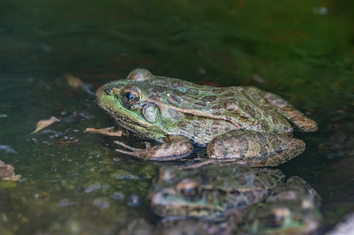Bullfrog floats on top of the water of the marsh