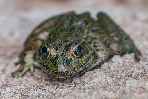 The lowland leopard frog (Lithobates yavapaiensis) is a species of frog in the family Ranidae that is found in Mexico and the United States.