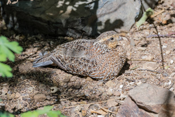 istock Masked Bobwhite, Colinus virginianus ridgwayi, reintroduced back into Arizona. 1485488834