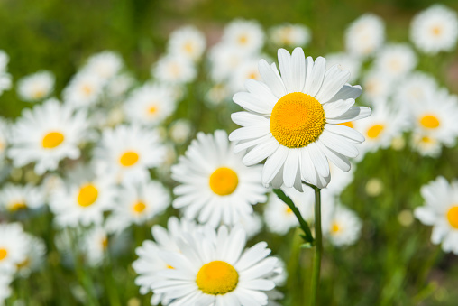 Spring background of Chamomile flowers with drops and sunlight. Copy space