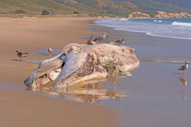 istock Dead Gray Whale on a California Beach 1485490493