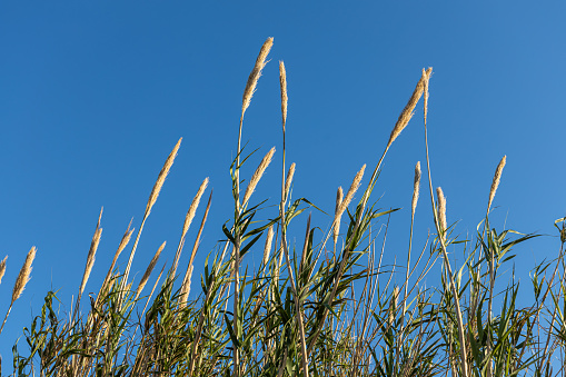 A Dry yellow Cortaderia Selloana Pumila feather pampas grass with is on a blue sky background in the park