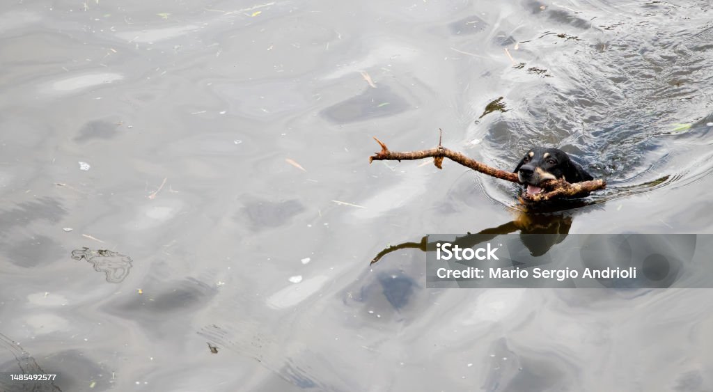 Black dog swimming with branch in mouth Animal Stock Photo