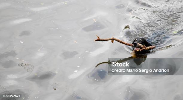 Black Dog Swimming With Branch In Mouth Stock Photo - Download Image Now - Animal, Animal Themes, Black Color