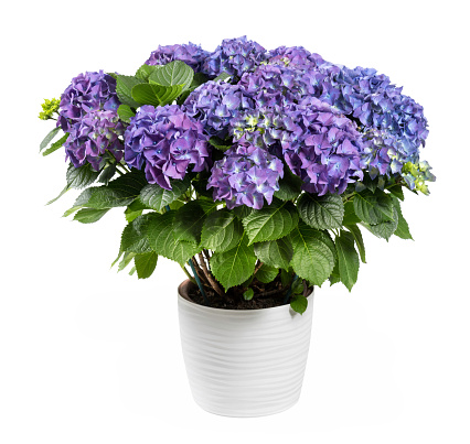 Bunch of fresh bright blooming purple hortensia flowers with green leaves growing in ceramic pot isolated on white background
