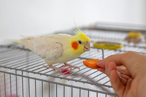 feed carrots from the hands of the male yellow cockatiel. Pet care