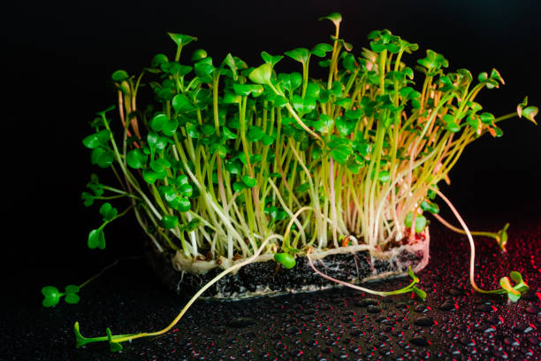 istock Red radish microgreen shoots close up on black background with water drops. Radish sprouts creative shots. 1485493575