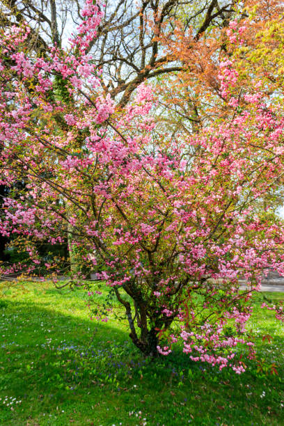 istock Pink blossoming cherry tree in garden at spring 1485493843