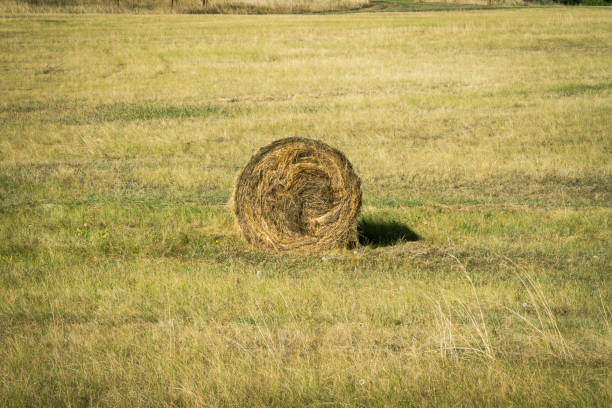 Rolled up haystack in field. Twisted grass for animal feed on farm..
