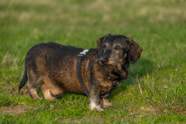 istock Old badger dog on green grass meadow in spring evening 1485494547