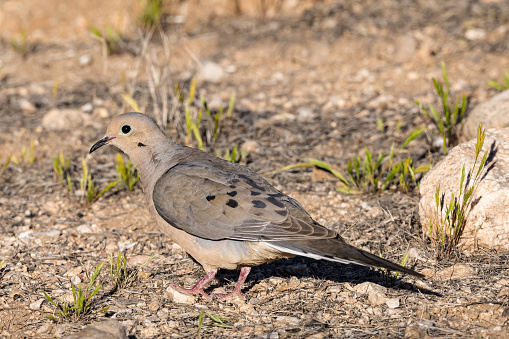 The mourning dove, Zenaida macroura, is a member of the dove family, Columbidae. The bird is also known as the American mourning dove, the rain dove, and colloquially as the turtle dove, and it was once known as the Carolina pigeon and Carolina turtledove. Sonoran Desert, Arizona.