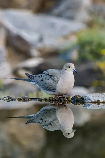 Photo of The mourning dove, Zenaida macroura, is a member of the dove family, Columbidae. The bird is also known as the American mourning dove, the rain dove, and colloquially as the turtle dove, and it was once known as the Carolina pigeon and Carolina turtledove