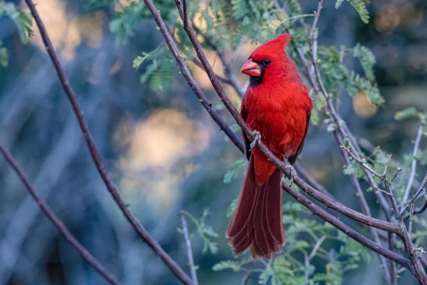 북부 추기경 (cardinalis cardinalis)은 cardinalis 속의 새입니다. 구어체로 redbird, common cardinal, red cardinal 또는 just cardinal로도 알려져 있습니다. 소노 란 사막, 애리조나. passeriformes, cardinalidae. - 북부홍관조 뉴스 사진 이미지