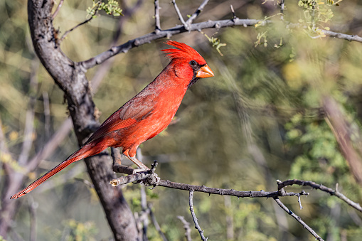 The northern cardinal (Cardinalis cardinalis) is a bird in the genus Cardinalis; it is also known colloquially as the redbird, common cardinal, red cardinal, or just cardinal. Sonoran Desert, Arizona. Passeriformes, Cardinalidae.