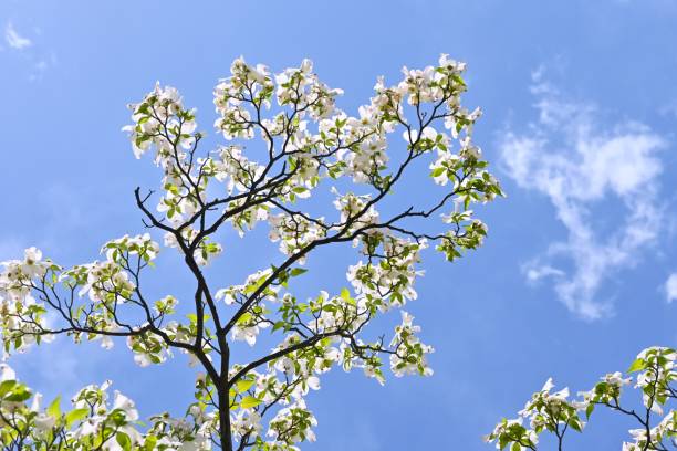 istock Flowering dogwood ( Cornus florida ) white flowers. 1485495809