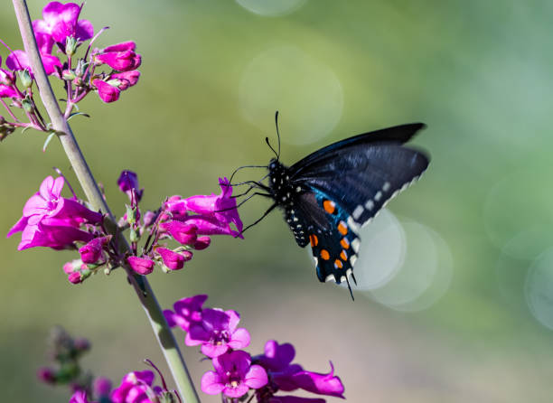 Battus philenor, the pipevine swallowtail or blue swallowtail, is a swallowtail butterfly found in North America and Central America. This butterfly is black with iridescent-blue hindwings. Sonoran Desert near Tucson, Arizona.