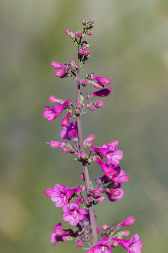 Penstemon parryi, the Parry's penstemon, Parry's beardtongue or desert penstemon, is a wildflower native to the Sonoran Desert of Southern Arizona. Sonoran Desert, Arizona.