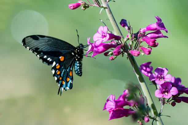 a group of pipevine swallowtails at a flowering bush